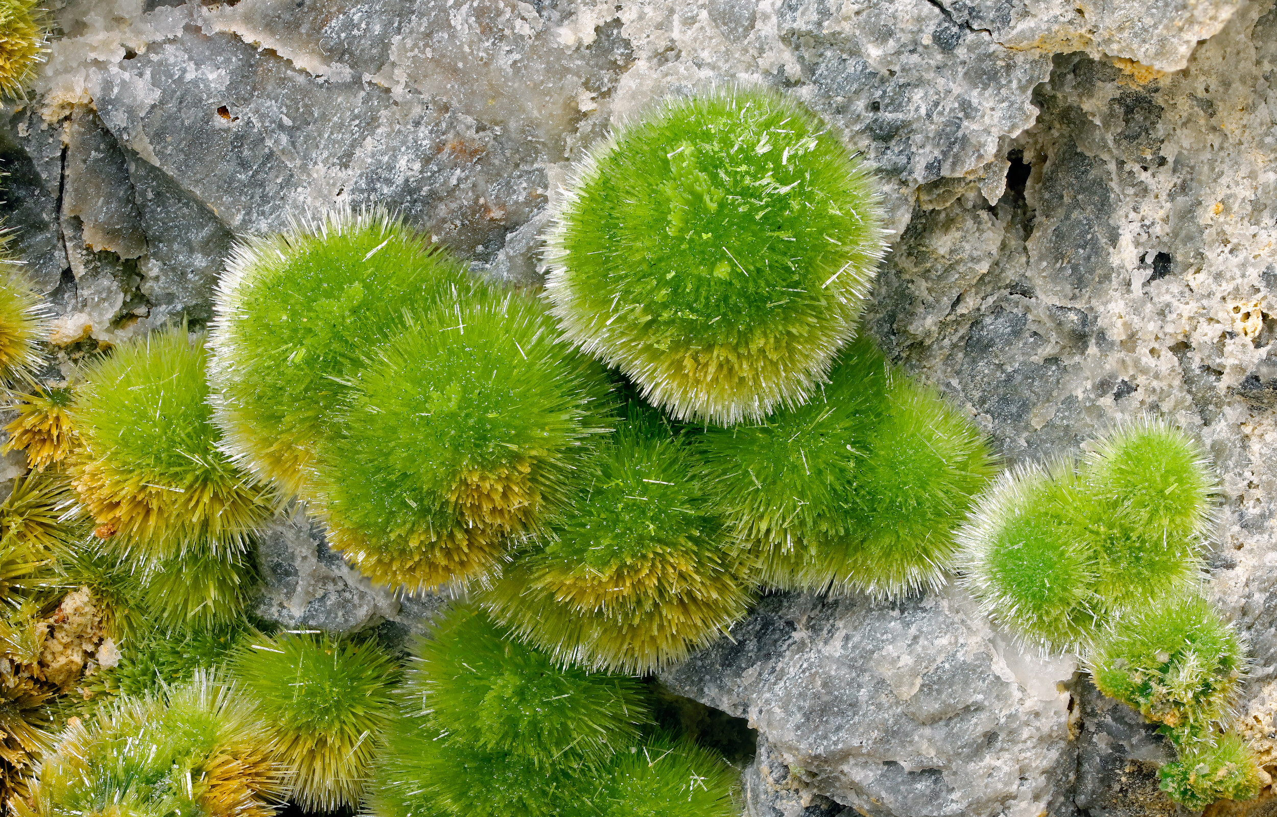 specimens/s_imagesCD4/Pyromorphite-TXM73CD4_0190d.jpg